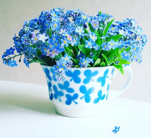 Alpine Forget Me Not Blue